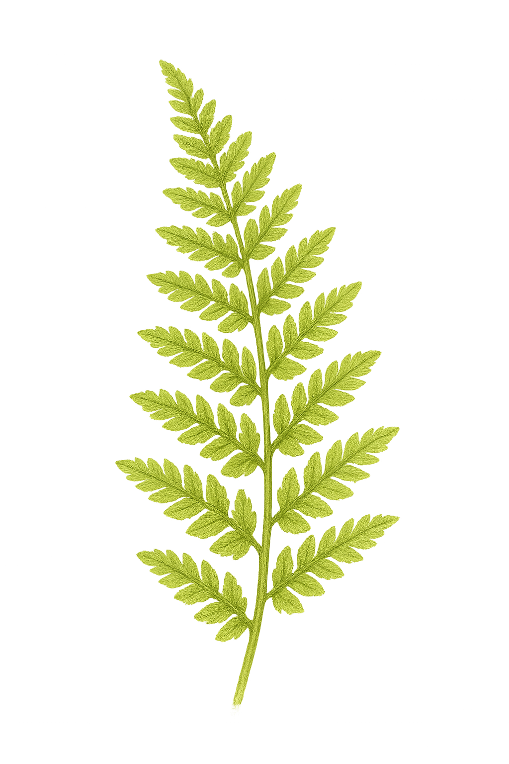 Decorative botanical art
